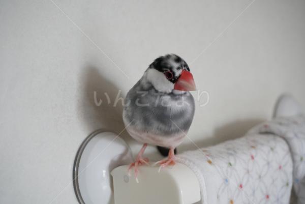 迷い鳥の写真