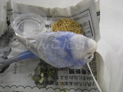 保護鳥の写真