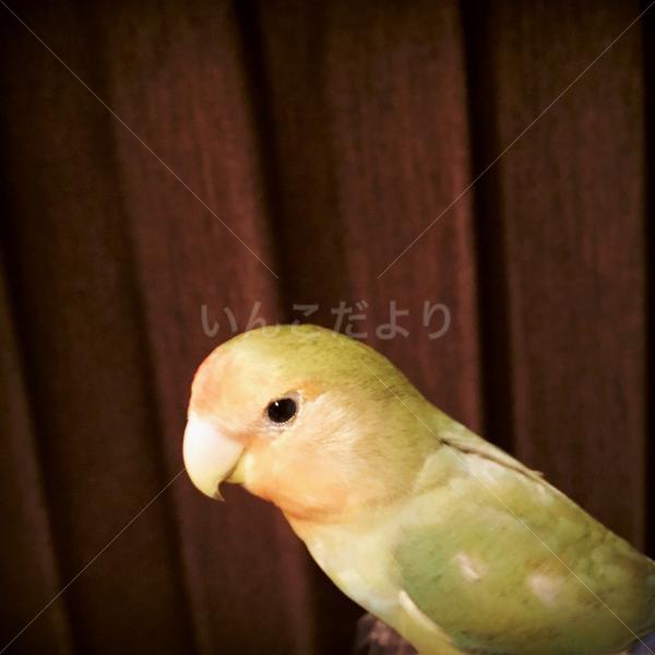 迷い鳥の写真