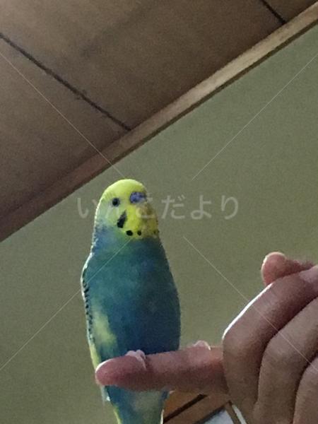迷い鳥の写真
