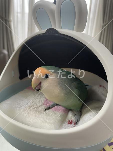 迷い鳥の写真