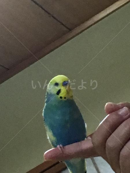 迷い鳥の写真