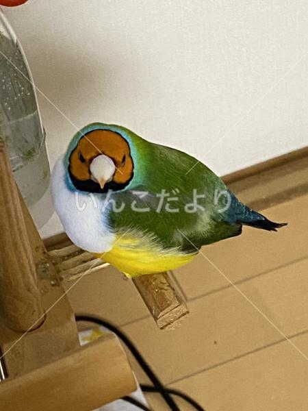 迷い鳥の写真