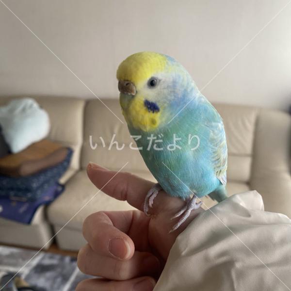 迷い鳥の写真