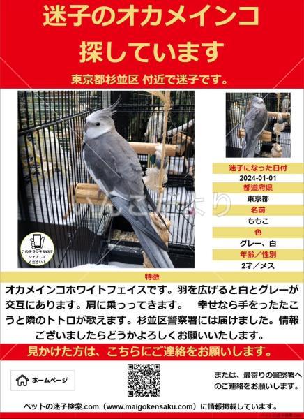迷い鳥の写真