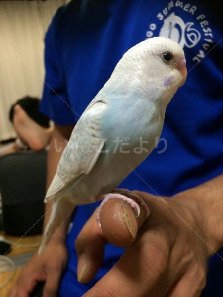 迷い鳥の写真