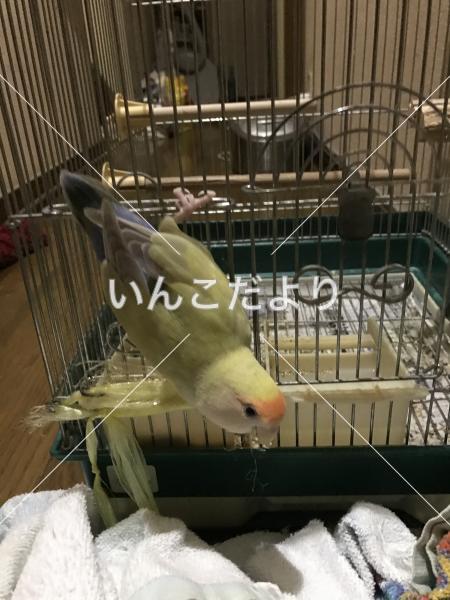 迷い鳥の写真
