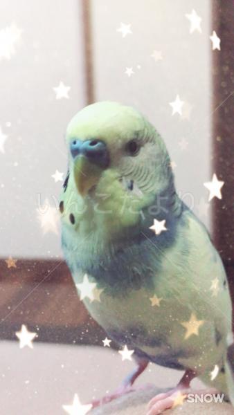 迷い鳥の写真