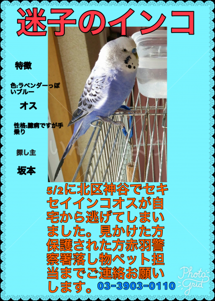 迷い鳥の写真