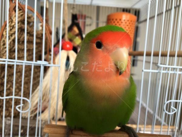 迷い鳥の写真