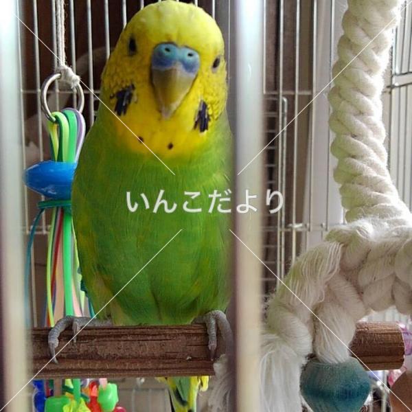 迷い鳥の写真