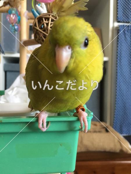 迷い鳥の写真