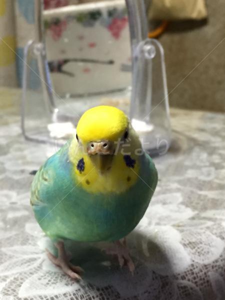 迷い鳥の写真