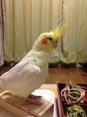 迷い鳥の写真