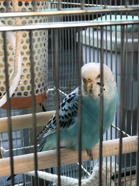 迷い鳥の写真