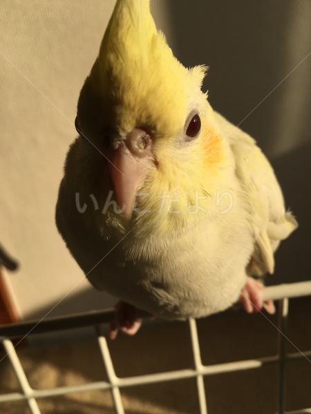 迷い鳥の写真