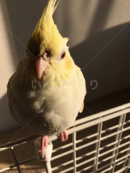 迷い鳥の写真