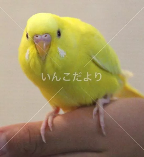 迷い鳥の写真