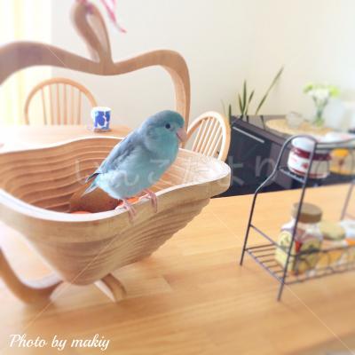 迷い鳥の写真
