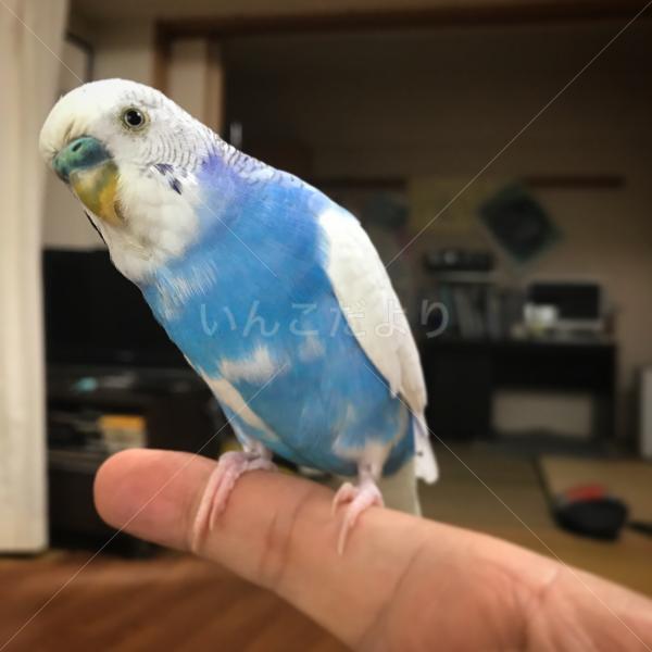 迷い鳥の写真