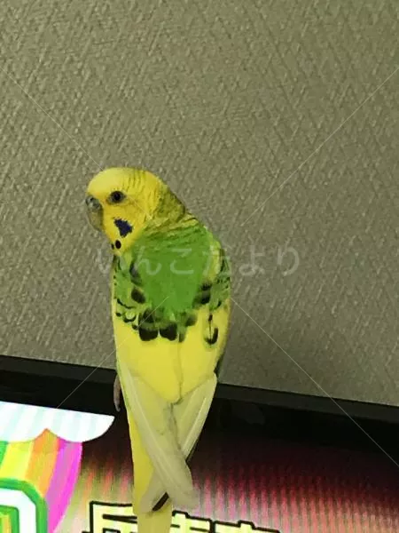 保護鳥の写真