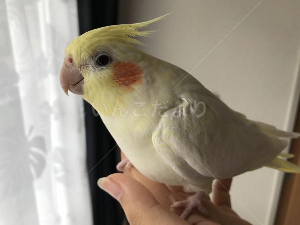 迷い鳥の写真