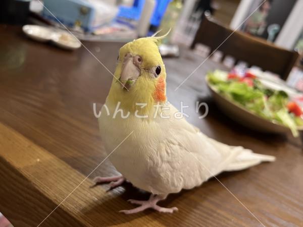 迷い鳥の写真