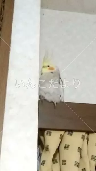 保護鳥の写真
