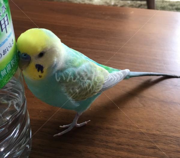 迷い鳥の写真