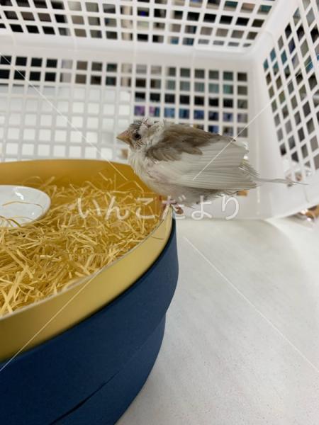 保護鳥の写真