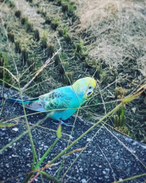 保護鳥の写真