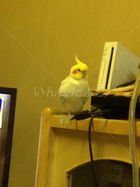 迷い鳥の写真