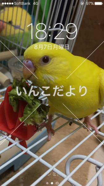 迷い鳥の写真