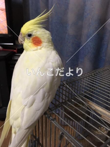迷い鳥の写真