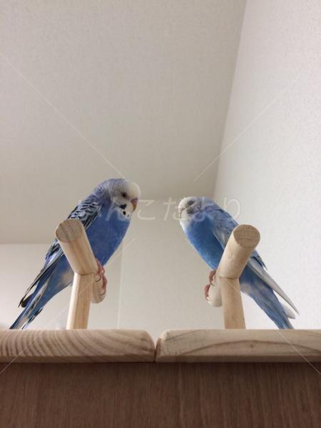 迷い鳥の写真