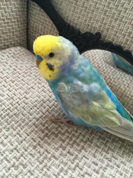 迷い鳥の写真