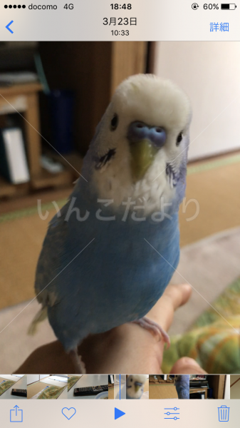 迷い鳥の写真