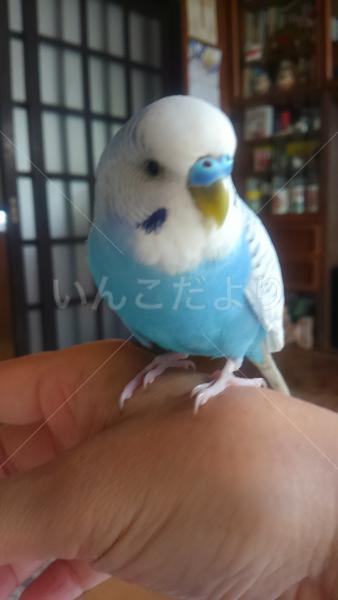 迷い鳥の写真