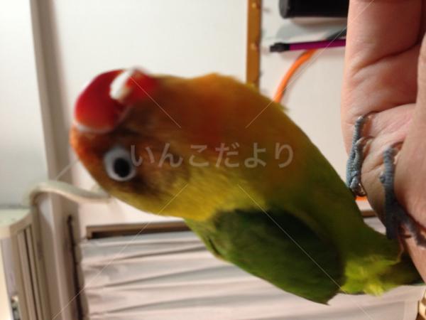 迷い鳥の写真