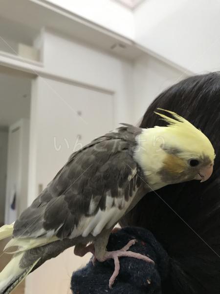 迷い鳥の写真