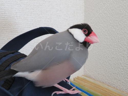 迷い鳥の写真