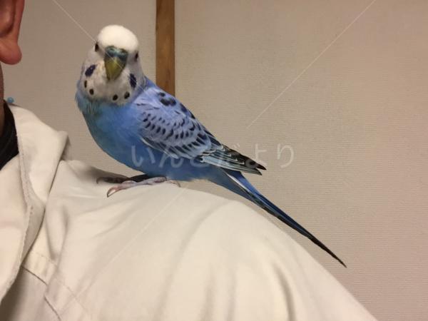 迷い鳥の写真
