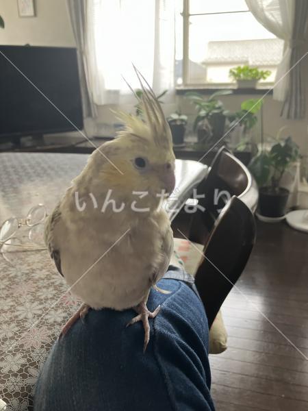 迷い鳥の写真
