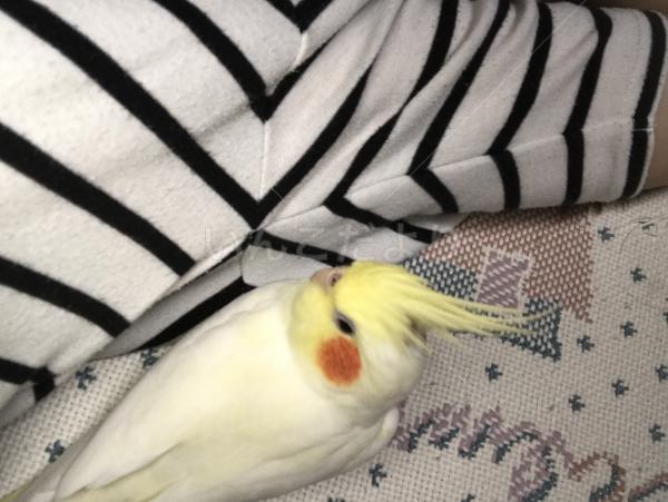 迷い鳥の写真