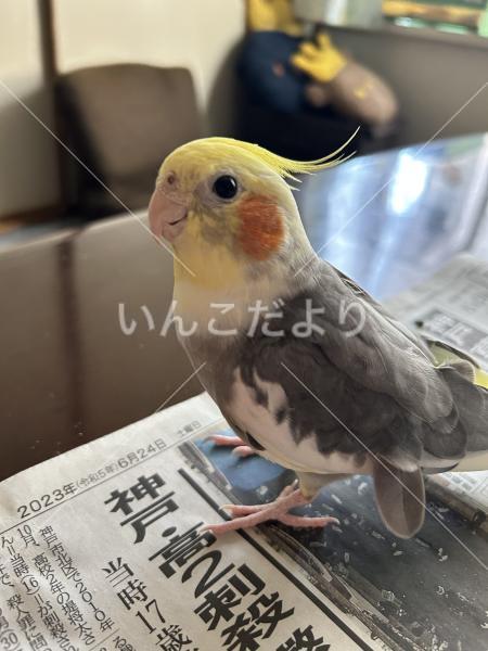 迷い鳥の写真