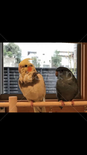 迷い鳥の写真