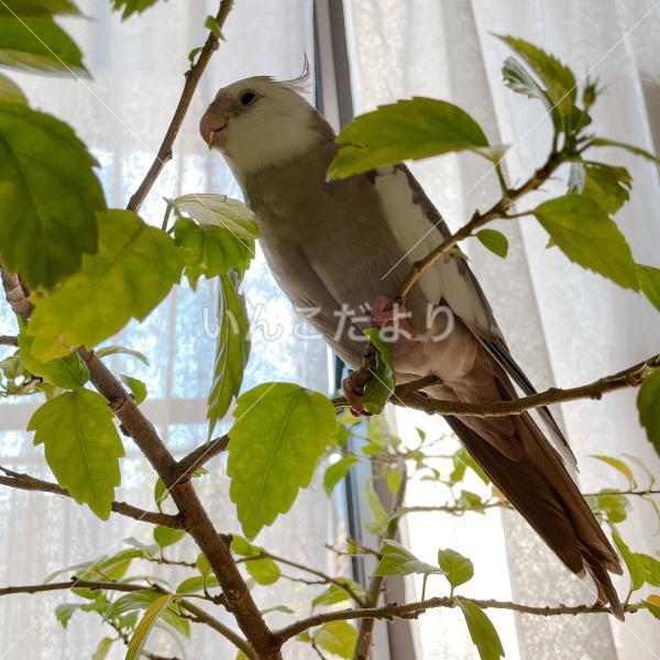 迷い鳥の写真