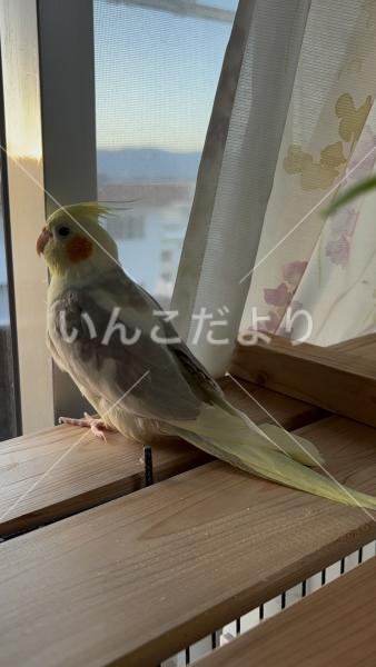 迷い鳥の写真