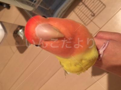 迷い鳥の写真