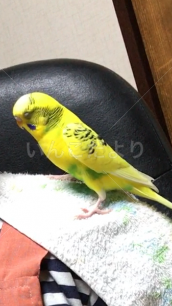 迷い鳥の写真